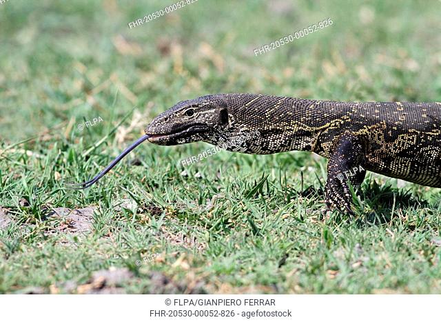 Nile Monitor Varanus niloticus adult, flicking tongue out, close-up of head and front legs, walking in wetland, Chobe N P , Botswana