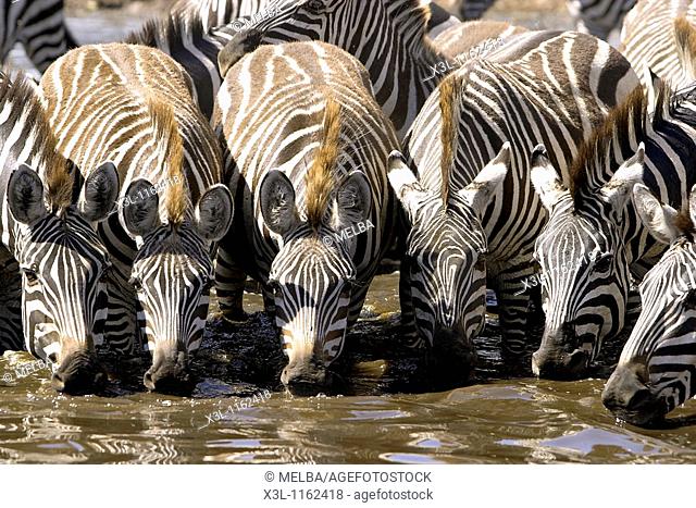 Grant zebras Equus quagga boehmi Serengeti National Park Tanzania Africa