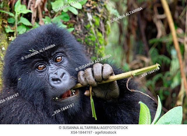 Mountain gorilla, Gorilla beringei beringei, are one of the most endangered species in the world, scientifics estimate that their are only around 700...