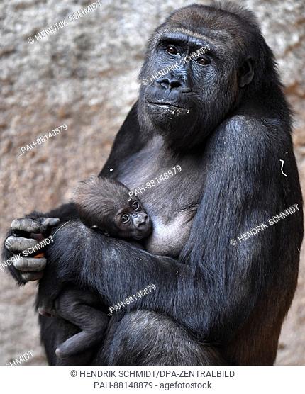 Gorilla infant Kianga with twelve-year-old mother Kibara in the zoo in Leipzig, Germany, 16 February 2017. The infant was born on the 04 December 2016