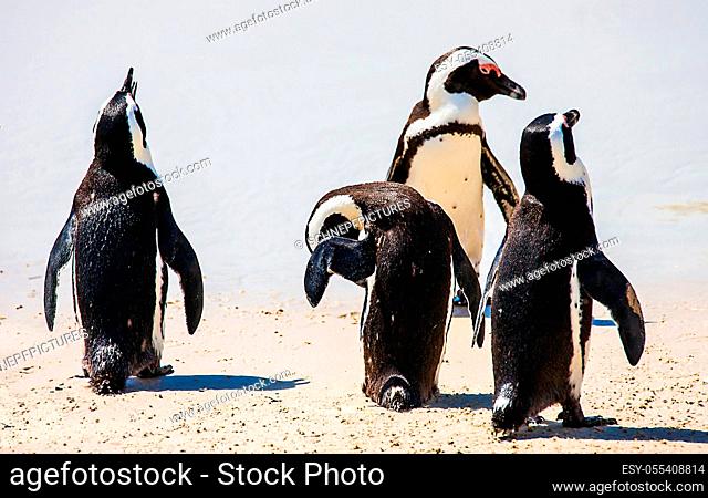 penguin, jackass penguin
