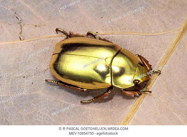 Jewel Beetle (Plusiotis resplendens)