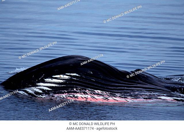 Humpback Whale (Megaptera novaeangliae), feeding, Throat Pouch, Coastal AK