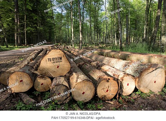 A Greenpeace campaign has left many logged trees with spray-painted slogans in a bid to protest the ongoing large-scale logging in the Bialowieza Natural World...