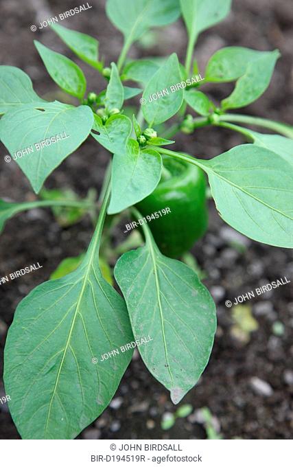 Trinity Organic Farm, Nottinghamshire - sweet pepper plant in polytunnel