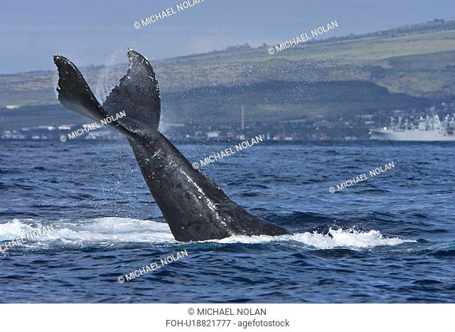 Humpback whale Megaptera novaeangliae in the AuAu Channel between the islands of Maui and Lanai, Hawaii, USA. Each year humpback whales return to these waters...
