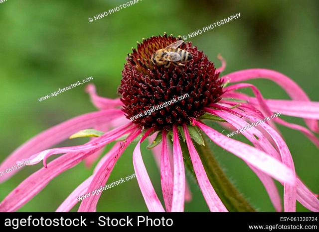 Purple coneflower (Echinacea purpurea), also called red pseudoconeflower, is a plant species from the genus of coneflowers (Echinacea) in the daisy family...