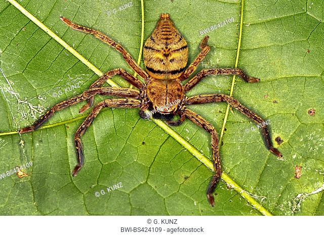 giant crab spider (Curicaberis ferrugineus), sits on a leaf, Costa Rica