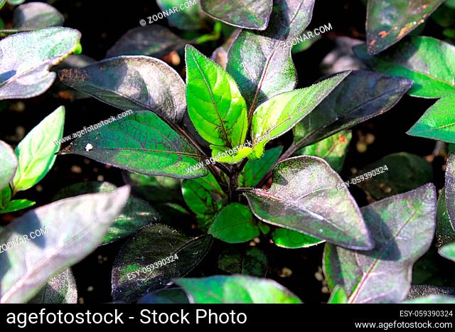 Closeup of young pepper plant leaves growing
