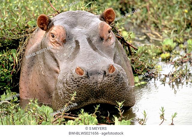 hippopotamus or hippo Hippopotamus amphibius, portrait, Kenya, Masai Mara National Reserve, Nov 01