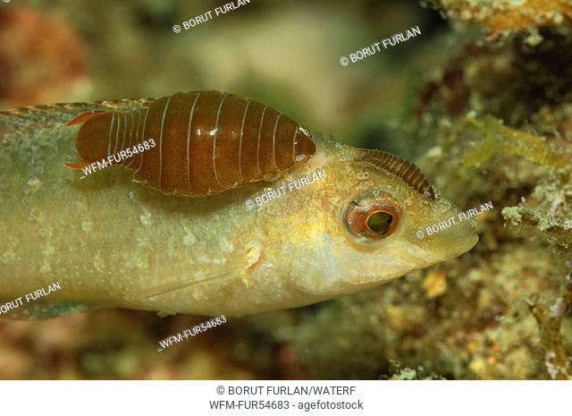 Isopod Parasit on Wrasse, Nerocila sp., Symphodus cinereus, Piran, Adriatic Sea, Slovenia