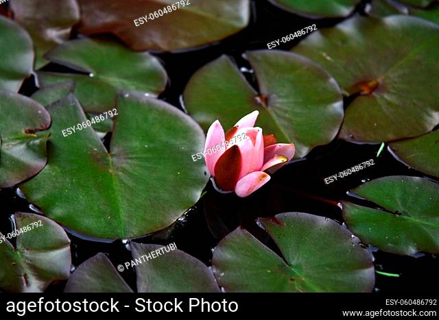 pink Pond rose