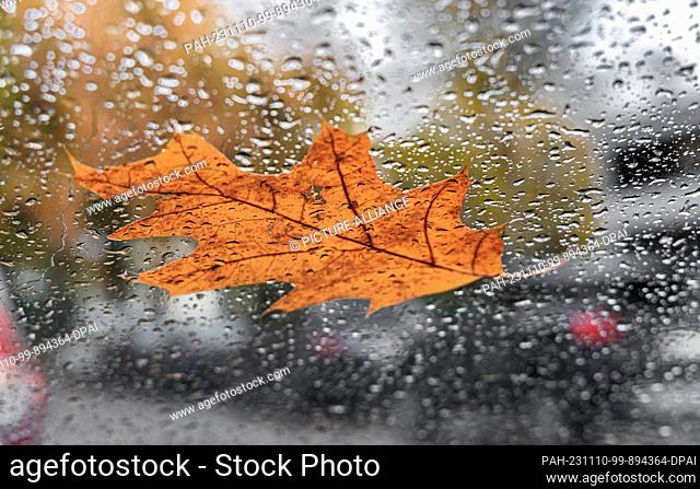 06 November 2023, Hamburg: A fallen autumnal oak leaf lies on a rain-soaked vehicle windshield. Photo: Markus Scholz/dpa/picture alliance/dpa | Markus Scholz