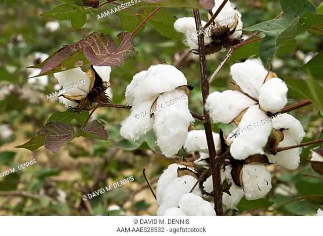 Cotton crop, along SR 10 near Pea River, Pike Co., Alabama