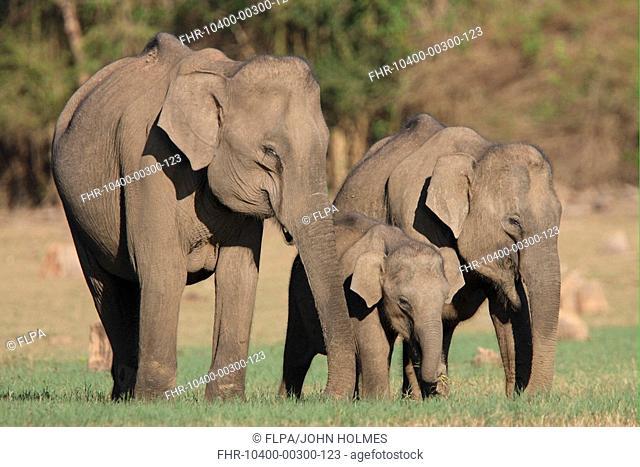 Asian Elephant Elephas maximus family group, mother and two daughters, feeding, Nagarhole Rajiv Ganghi N P , Karnataka, India, february