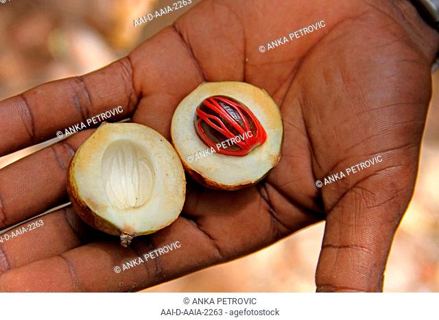 African man holding two cut open halves of a nutmeg fruit half with the nut and mace still intact in the middle, Spice farm, Zanzibar, Unguja Island, Tanzania