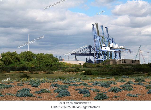 Dock cranes and vegetated shingle habitat, Port of Felixstowe, Landguard Peninsula, Felixstowe, Suffolk, England, august