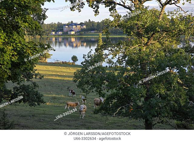 Cows, Ericsberg, Sodermanland, Sweden