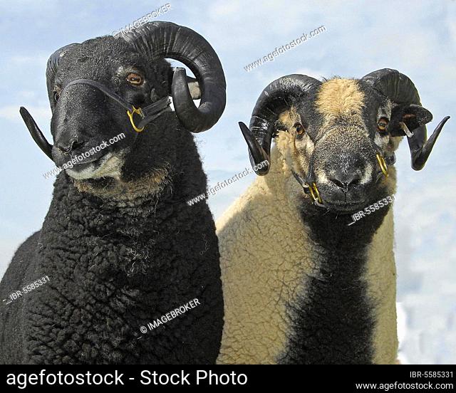 Domestic Sheep, Badger-faced Welsh, Torwen (left) and Torddu (right) type, Three Counties Show, Worcestershire, England, United Kingdom, Europe
