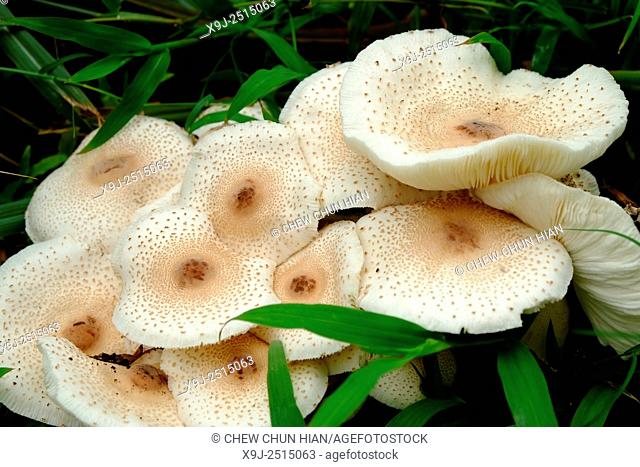 Fungus on forest floor, malaysia, borneo