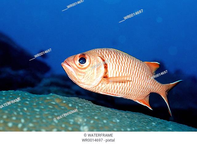 Blotcheye Soldierfish, Myripristis murdjan, Pacific, Micronesia, Palau