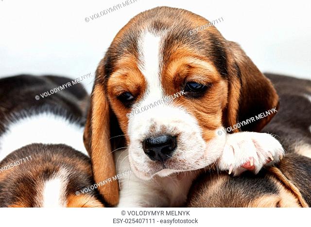 Sad Beagle Puppy, 1 month old, lying in front of white background. muzzle puppy close-up