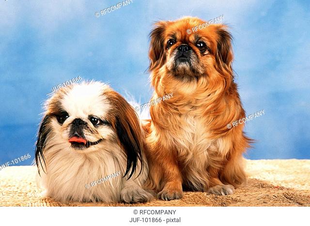 two Pekingese dogs - frontal