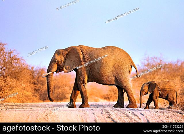Elefantenmama mit Nachwuchs quert morgens die Straße im Kruger Nationalpark Südafrika; elephant and a baby crossing the street at Kruger NP, south africa