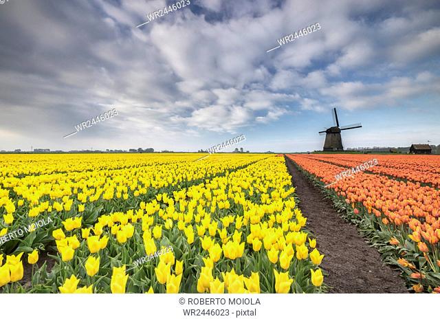 Multi-coloured fields of tulips at spring with windmill in the background, Schermerhorn, Alkmaar, North Holland, Netherlands, Europe