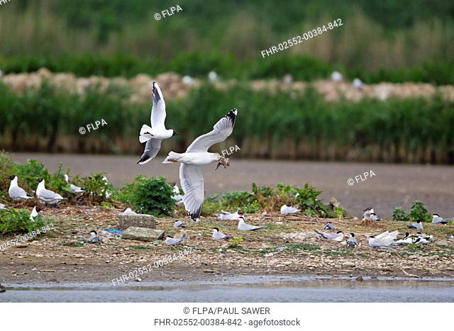 Herring Gull Larus argentatus adult, in flight, carrying Black-headed Gull Larus ridibundus chick in beak, being pursued by Black-headed Gull Larus ridibundus...