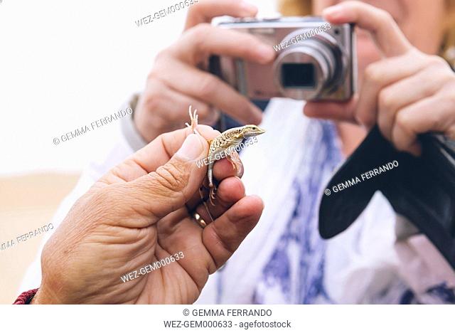 Namibia, Namib desert, Swakopmund, woman taking pictures of a Shovel-Snouted Lizard in the desert