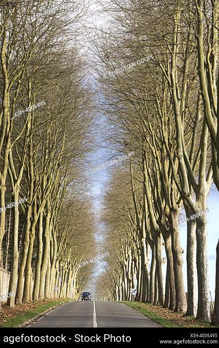 Departmental road lined with plane trees, Yvelines department, Ile-de-France region, France, Europe