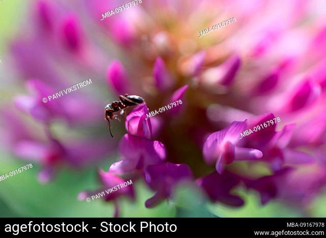 Close-up of Ant on blossom of Red Clover
