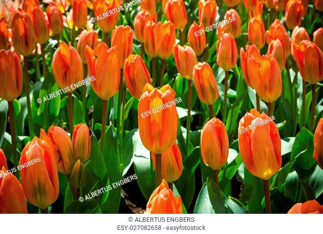 background of beautiful orange tulips in a park