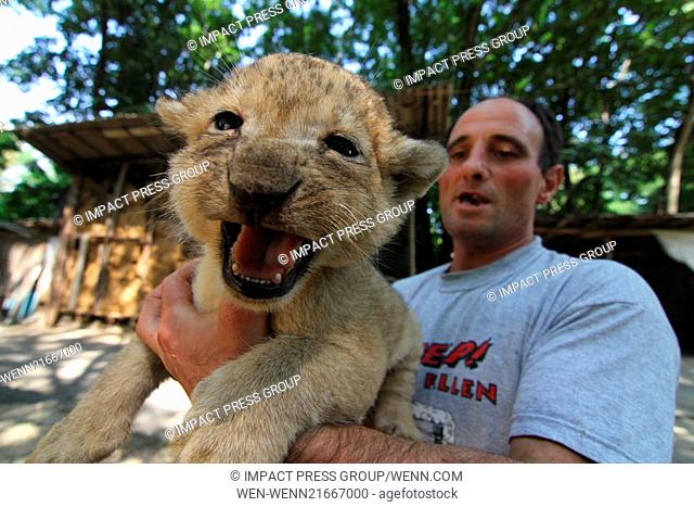 A zookeeper plays with 30 days old, still unnamed lions, at the Zoo of the town of Razgrad north-east of the Bulgarian capital Sofia (02Sep14)