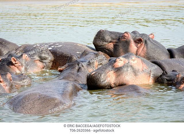 Hippopotamus (Hippopotamus amphibius), group resting and bathing in Lake Edward, Queen Elizabeth National Park, Uganda, Africa