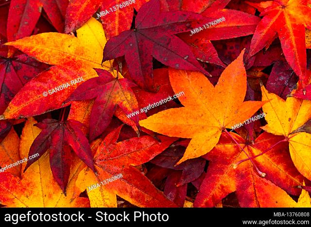 autumnal colored leaves of the sweetgum tree