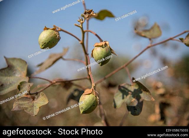 Cotton farm field, Close up of cotton balls and flowers. Agriculture field,