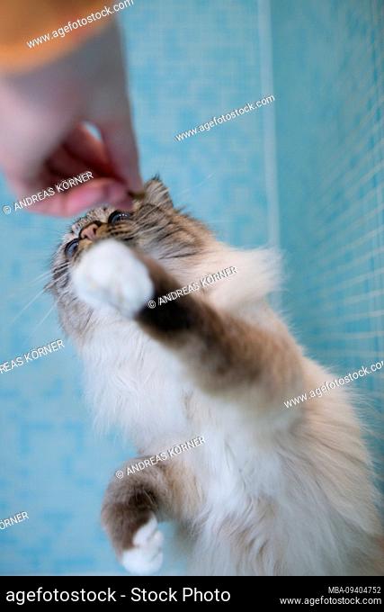 Birman cat extends to human hand from turquoise background