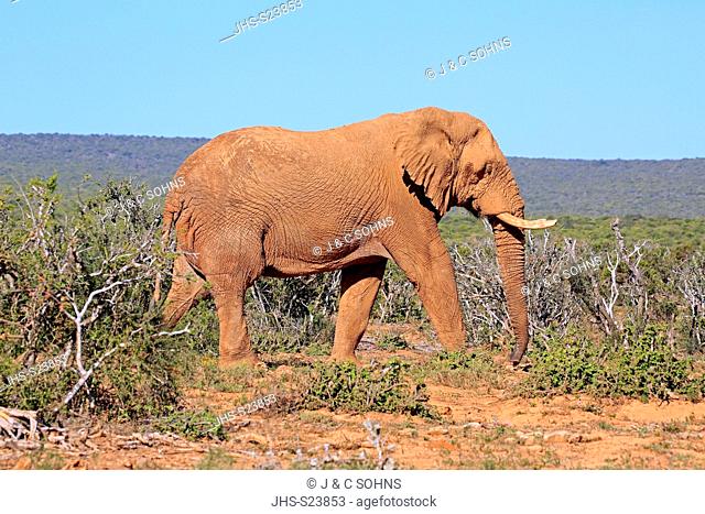 African Elephant, (Loxodonta africana), adult walking searching for food, Addo Elephant Nationalpark, Eastern Cape, South Africa, Africa
