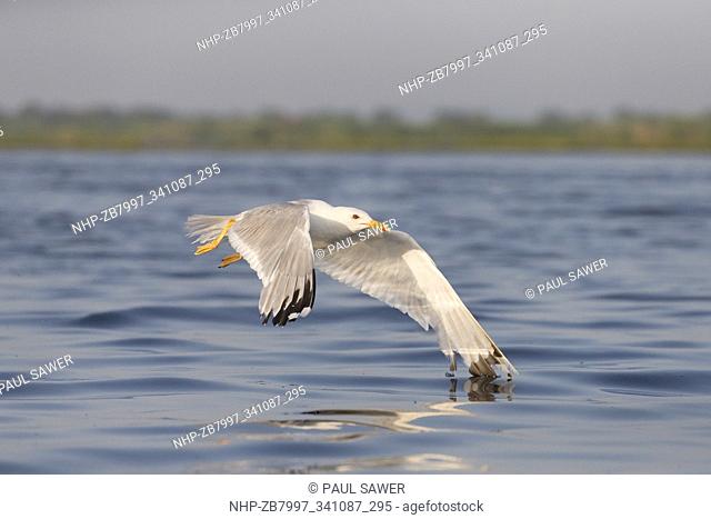 Caspian Gull (Larus cachinnans) adult, summer plumage, flying, Danube Delta, Romania, June