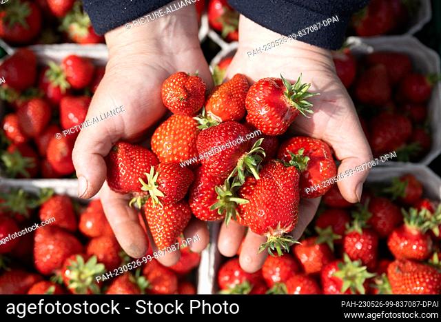 26 May 2023, Saxony, Coswig: A harvest worker holds numerous freshly picked strawberries in her hands on the occasion of the opening of the strawberry season