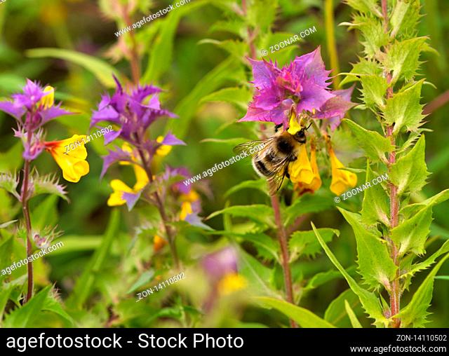 Bee collects nectar from flowers (Melampýrum nemorósum)