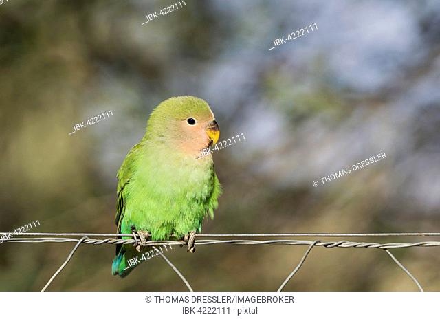 Rosy-faced lovebird (Agapornis roseicollis) juvenile on wire fence, South-east Namibia