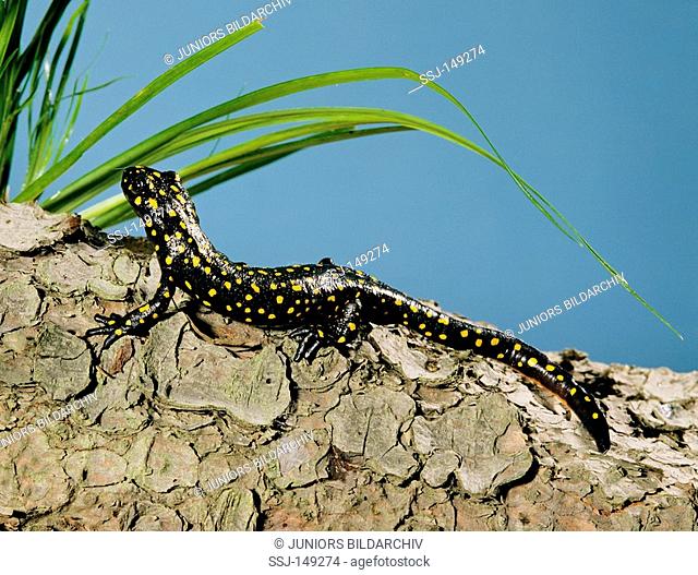 Yellow-spotted Newt - lying on tree trunk / Neurergus strauchii
