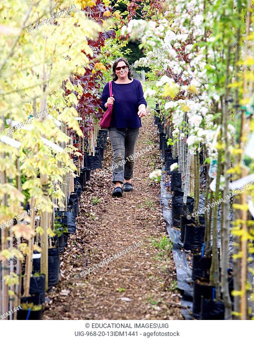 Model released woman walking past rows of colourful trees in blossom at a garden centre, UK