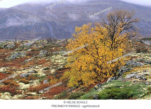 Indian summer, Dovrefjell NP, Norway, Downy Birches, Betula pubescens