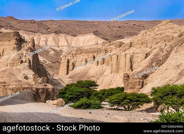 Dirt wide road and fresh greenery of desert acacia after rains. Picturesque stone canyon in the mountains of the Judean desert. Coast of the Dead Sea