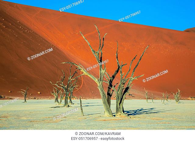 Ecotourism in Namibia. The dried lake Deadvlei. Dried trees among the giant orange sand dunes