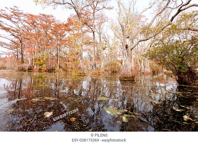 Fall colors of Water Tupelo, Nyssa aquatica, and Cypress tree, Taxodium distichum, in Merchants Millpond State Park, North Carolina, NC, USA